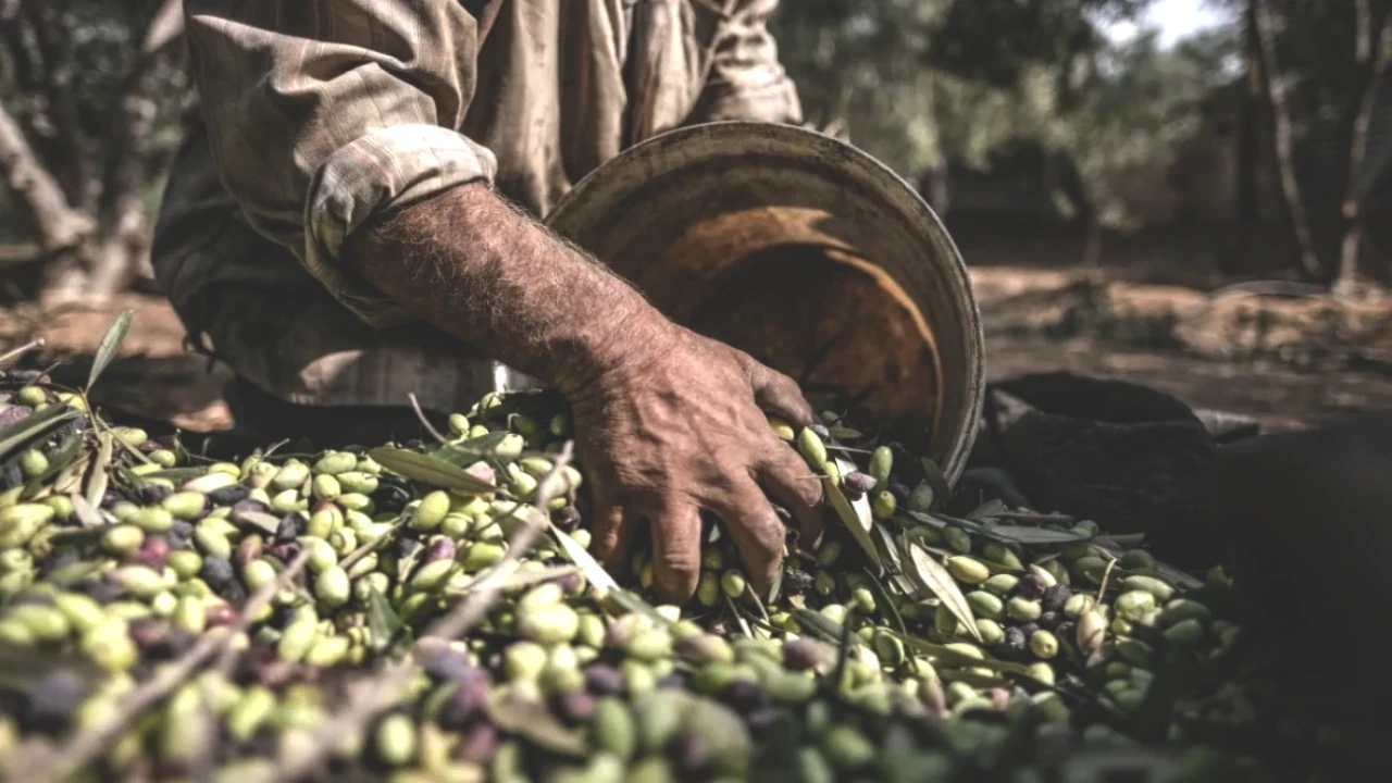 Zeytin Üretiminde Şampiyonlar: Türkiye'nin Beklenmedik Sırası Açıklandı!